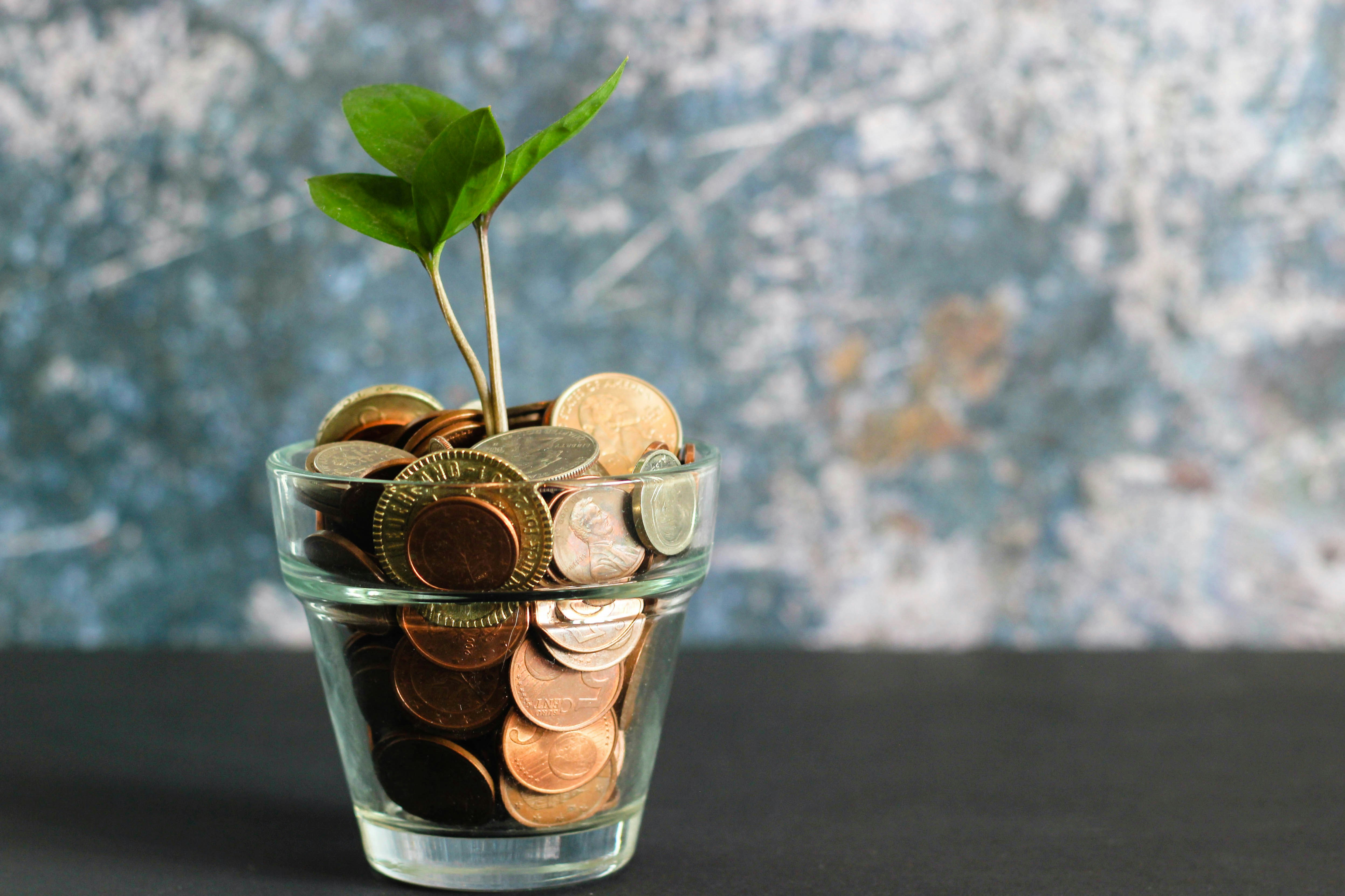 Coins in a glass with a green seedling growing from them